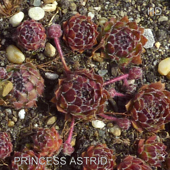 Princess Astrid