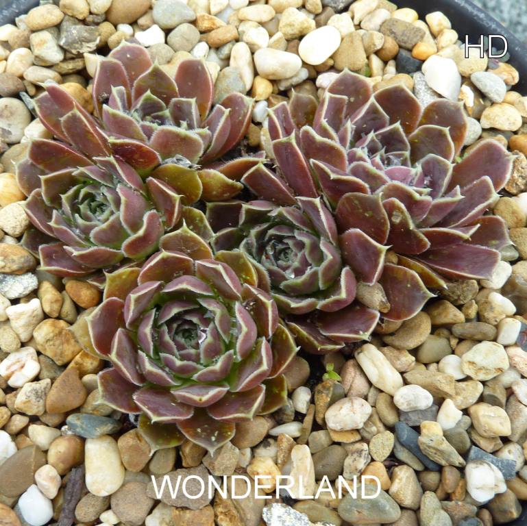 Wonderland / Jovi