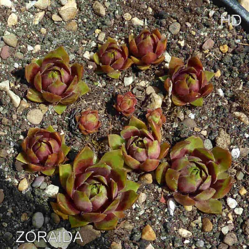 Zoraida