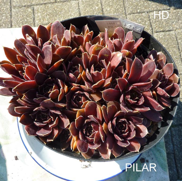 Pilar / Jovi