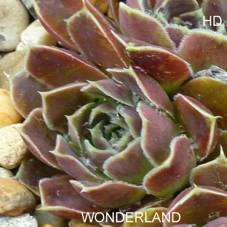 Wonderland / Jovi