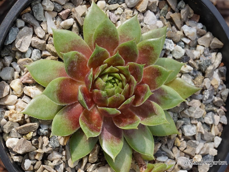 Zoraida