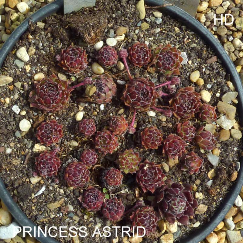 Princess Astrid