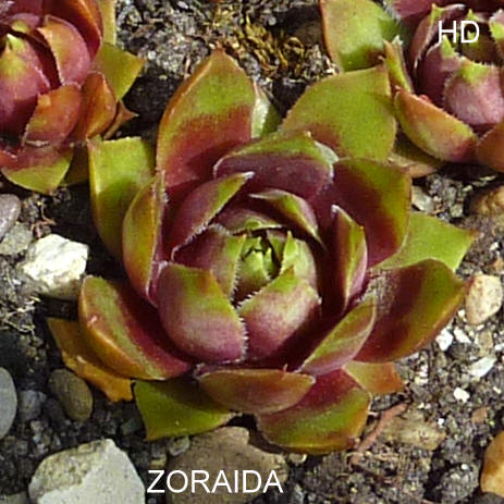 Zoraida