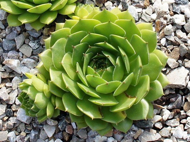 Pfälzer Gigant