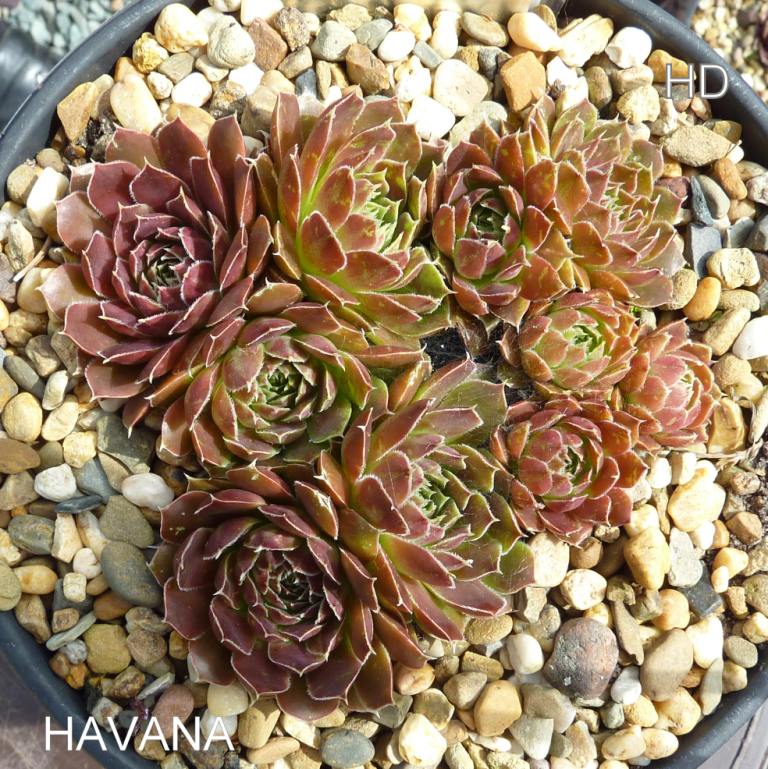 Havana / Jovi