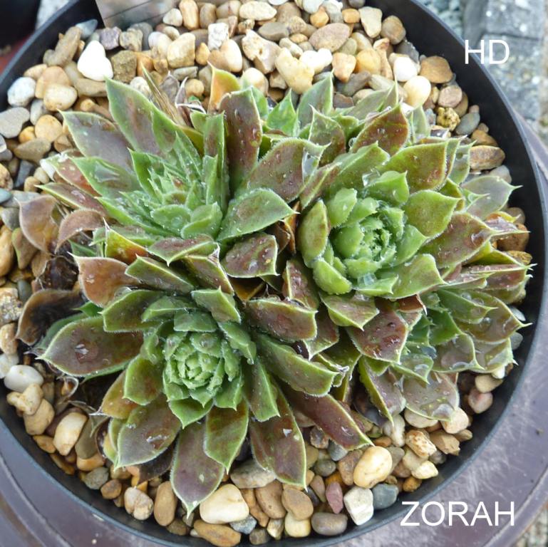 Zorah / Jovi