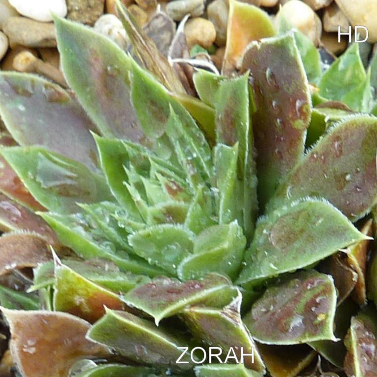 Zorah / Jovi