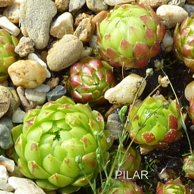 Pilar / Jovi ( II )