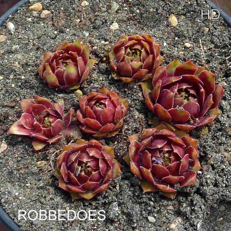 Robbedoes