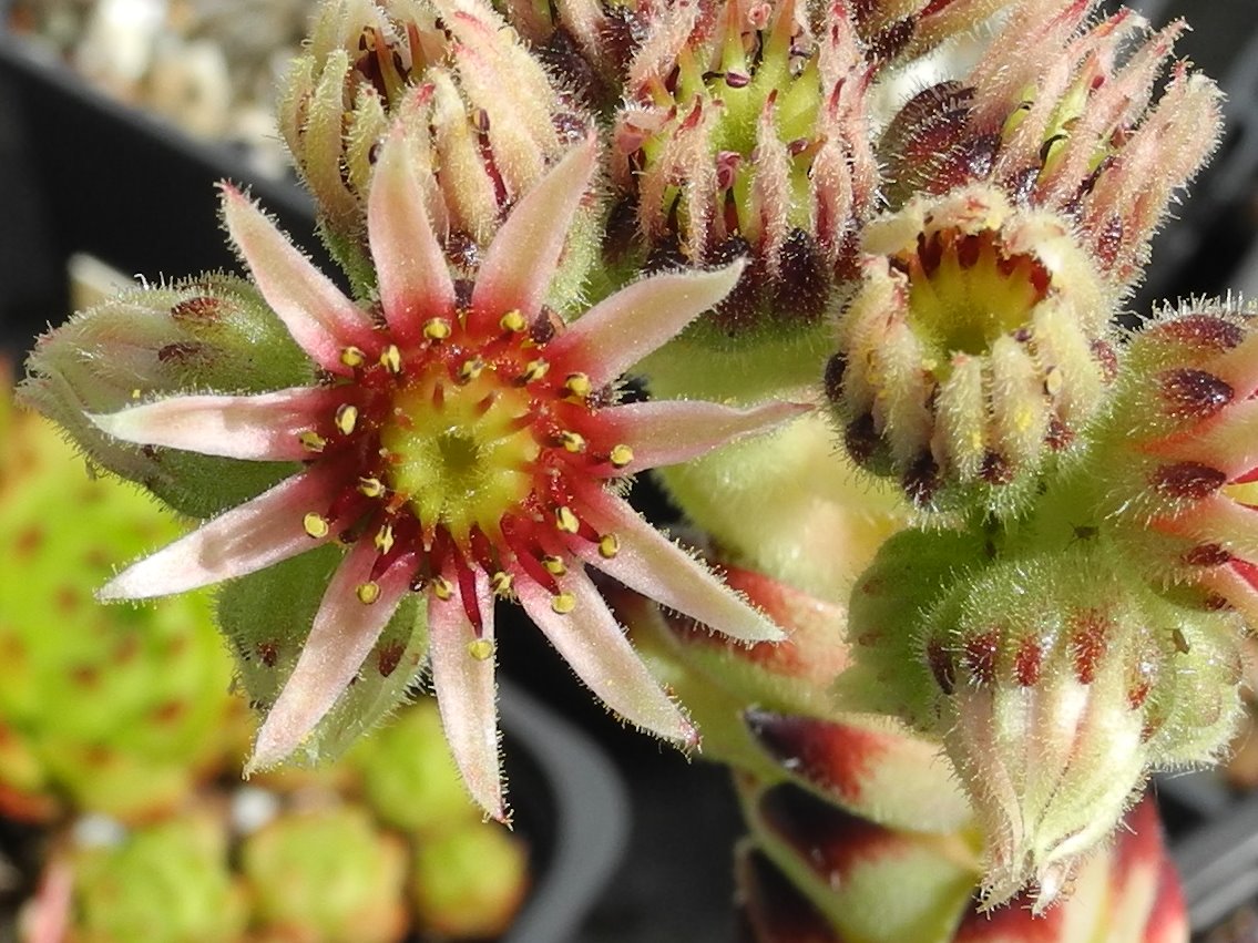 cantabricum ssp. guadarramense from Las Torres de la Pedriza