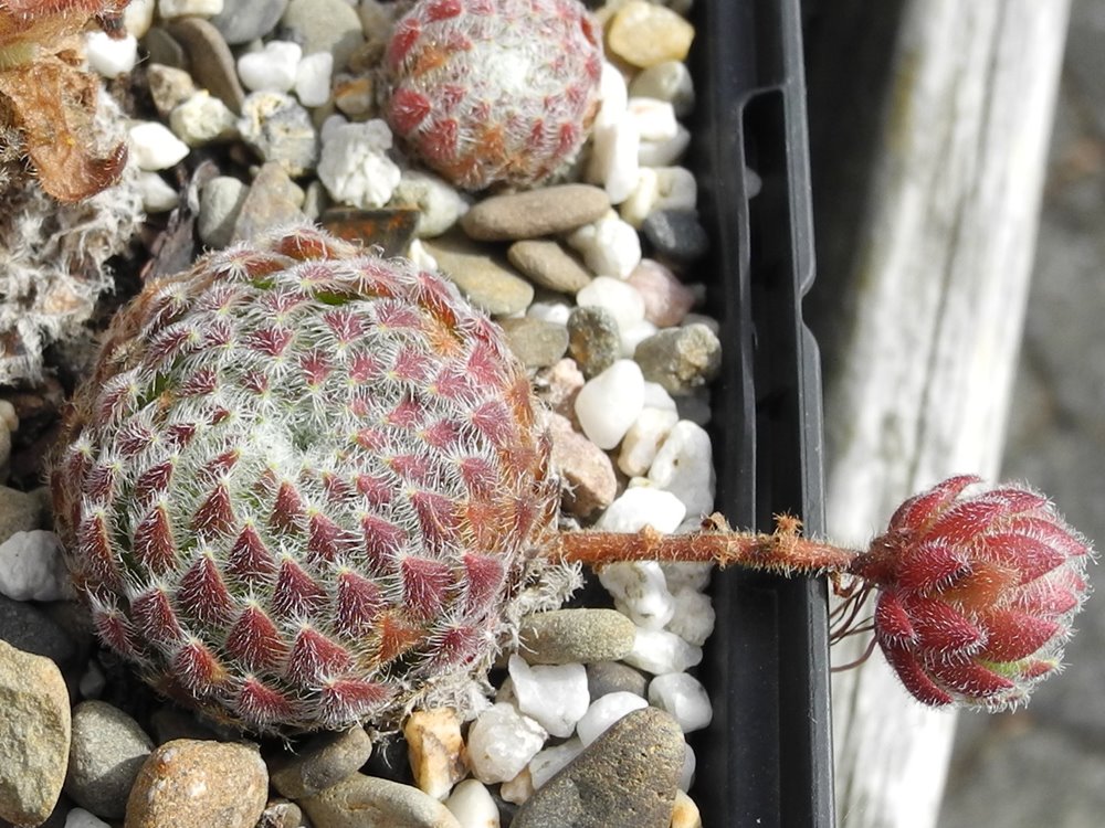 ciliosum ssp. ciliosum (galicicum) from Magaro, NO Abhang
