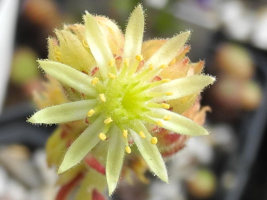 ciliosum ssp. ciliosum (galicicum) from Magaro, NO Abhang