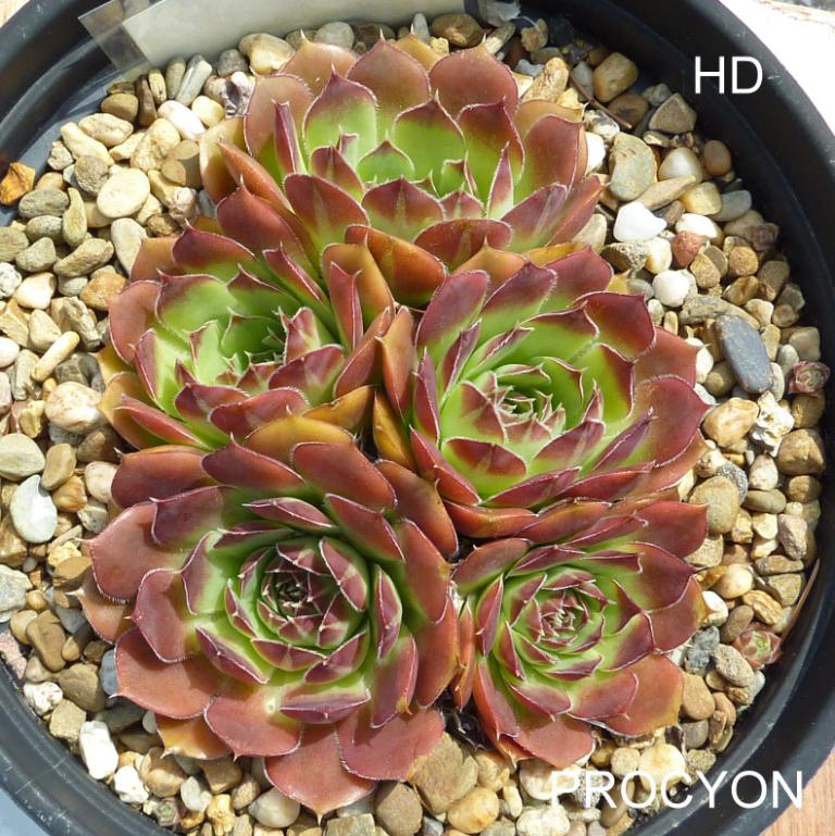 Procyon / Jovi