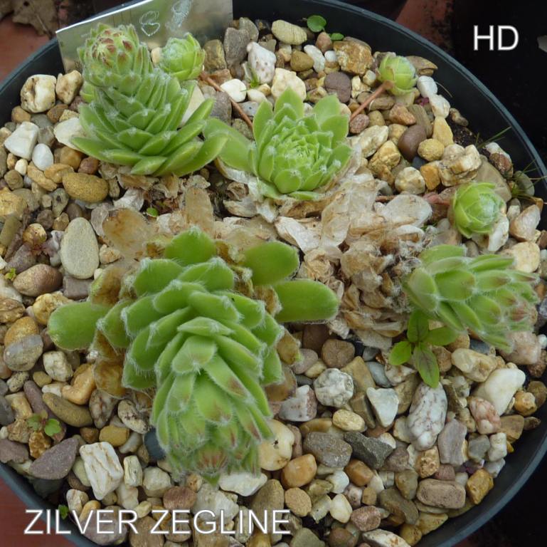 Zilver Zegline