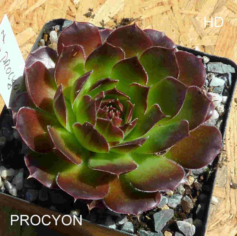 Procyon / Jovi