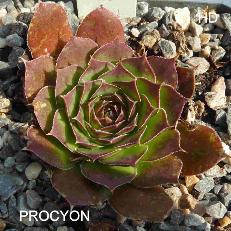Procyon / Jovi