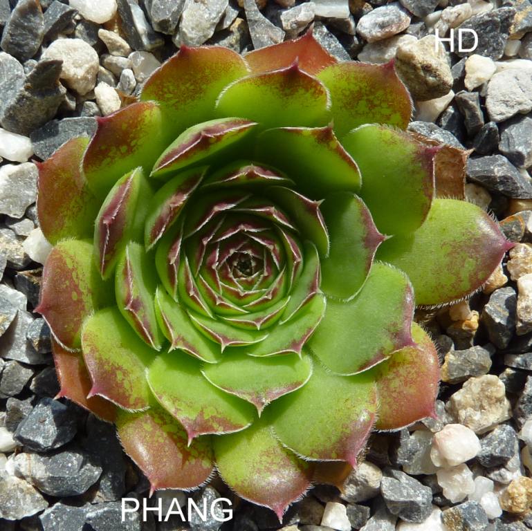 Phang / Jovi