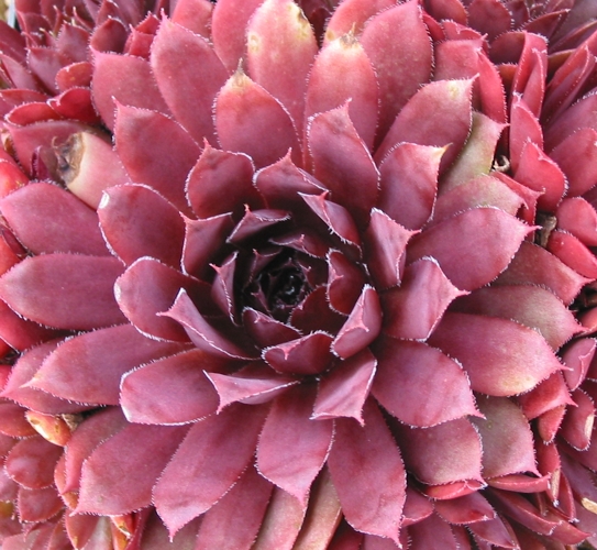 Royal Ruby
