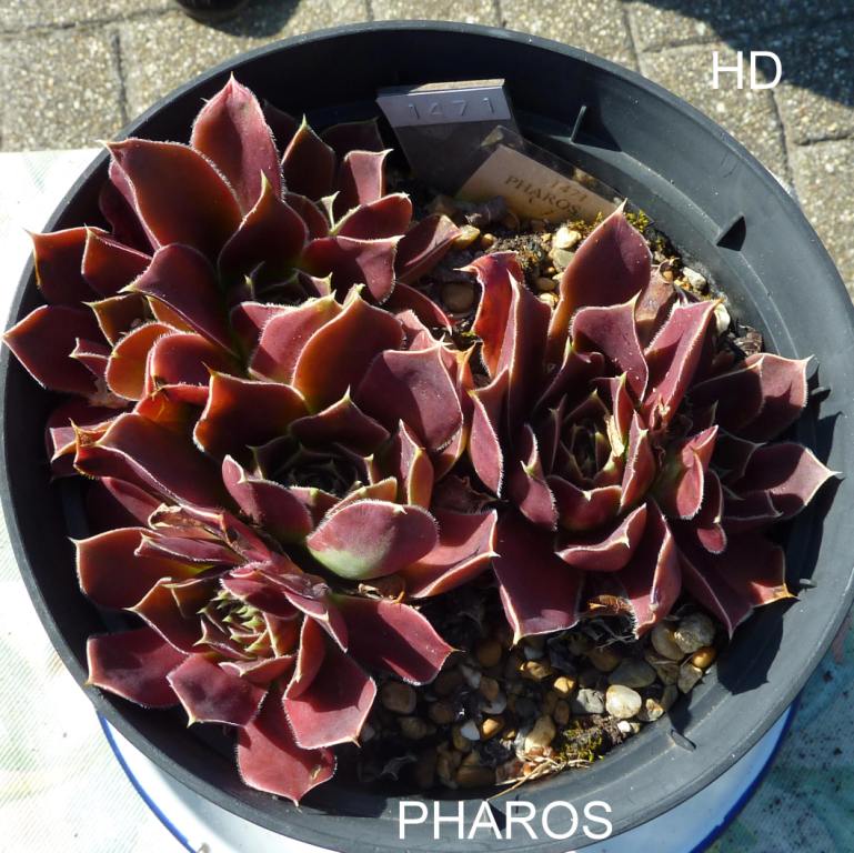 Pharos / Jovi
