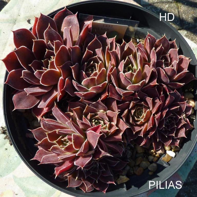 Pilias / Jovi