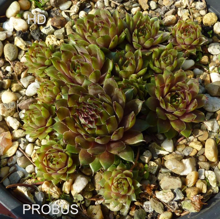 Probus