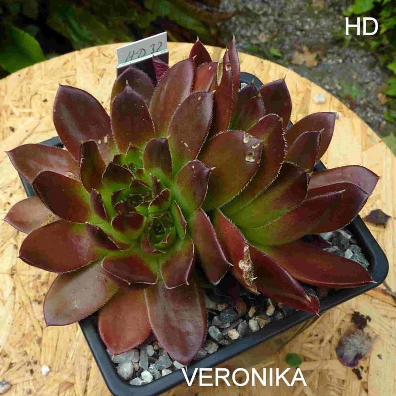 Veronika / Jovi