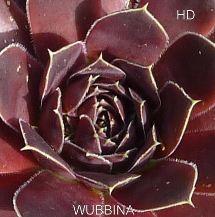 Wubbina / Jovi