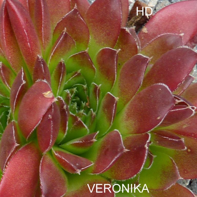 Veronika / Jovi