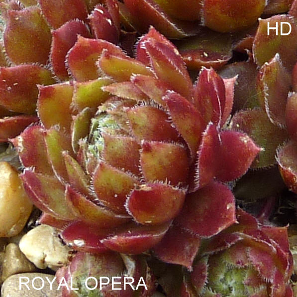 Royal Opera