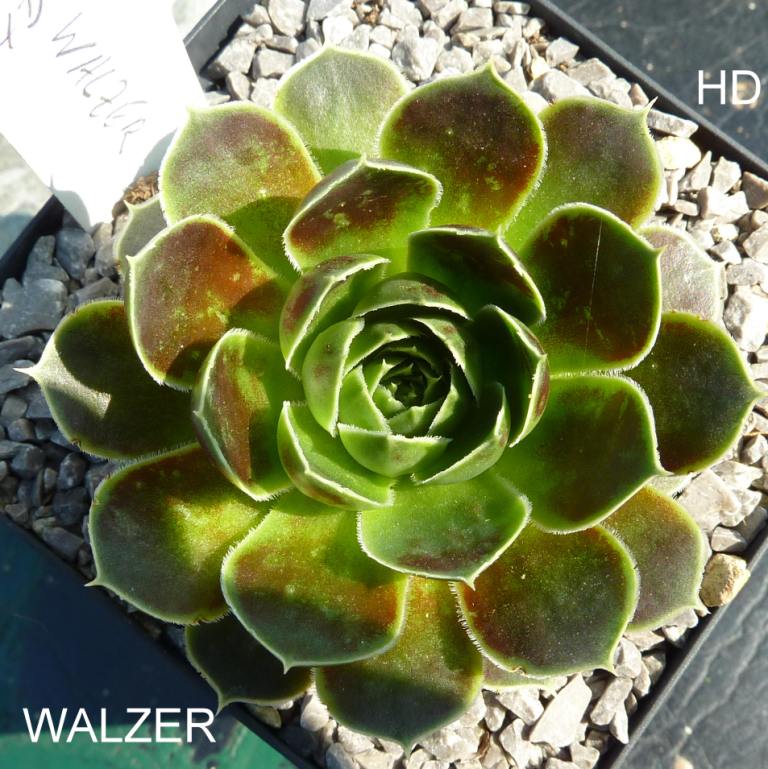 Walzer / Jovi