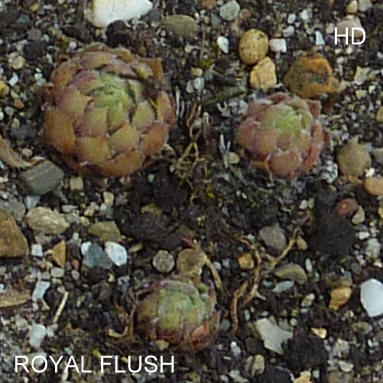 Royal Flush