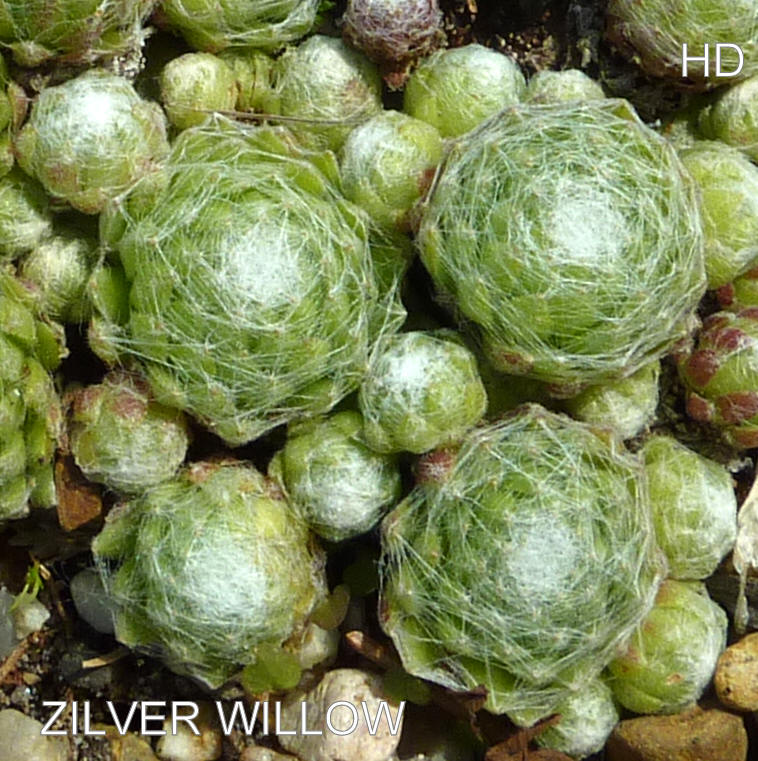 Zilver Willow