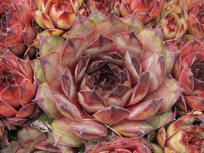 Vermala