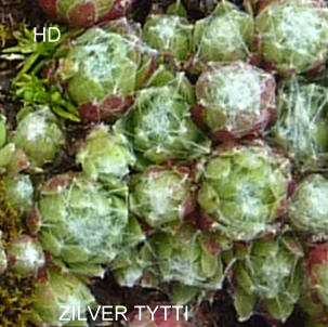 Zilver Tytti
