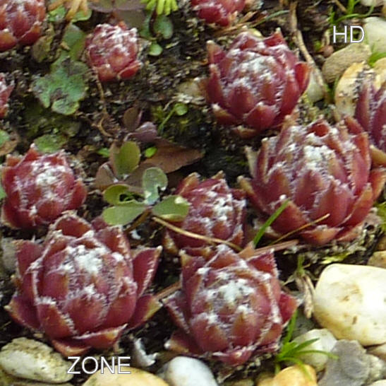 Zone