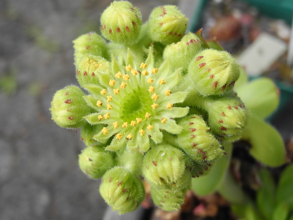 glabrifolium cf. from Mt. Aragac (Typ PH8008)