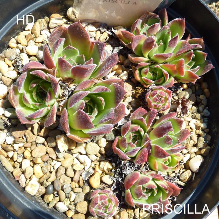 Priscilla / Jovi