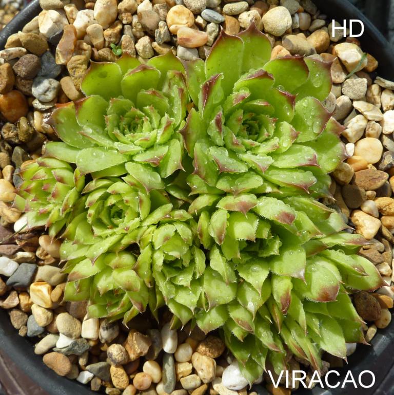 Viracao / Jovi