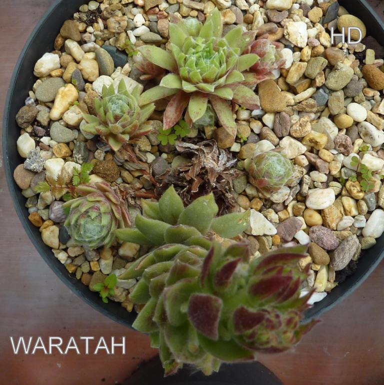 Waratah