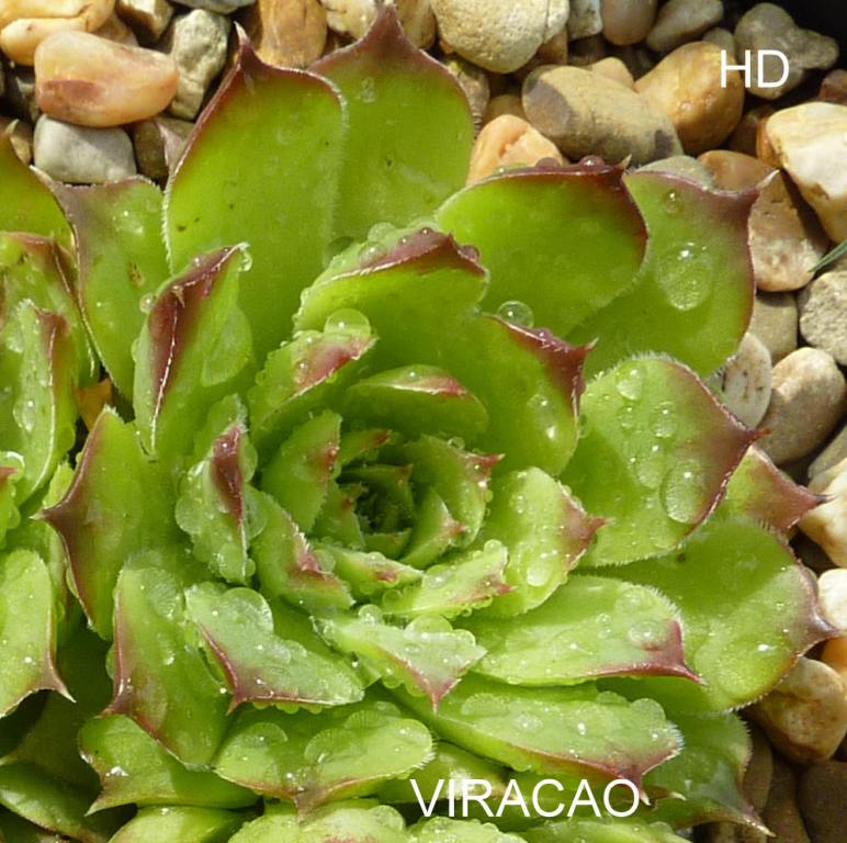 Viracao / Jovi