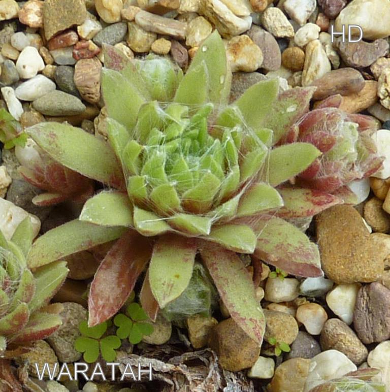 Waratah