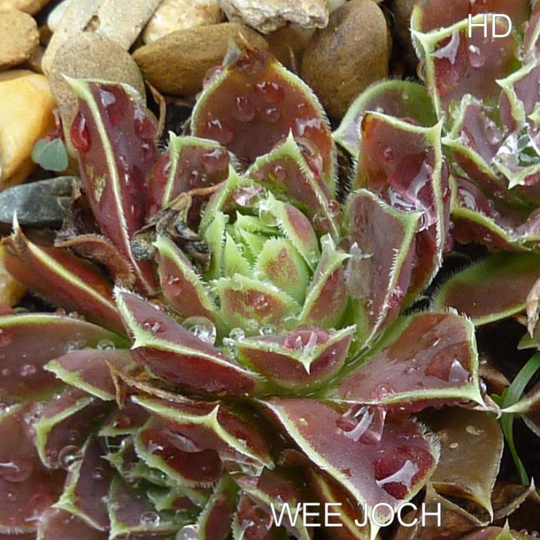 Wee Joch / Jovi