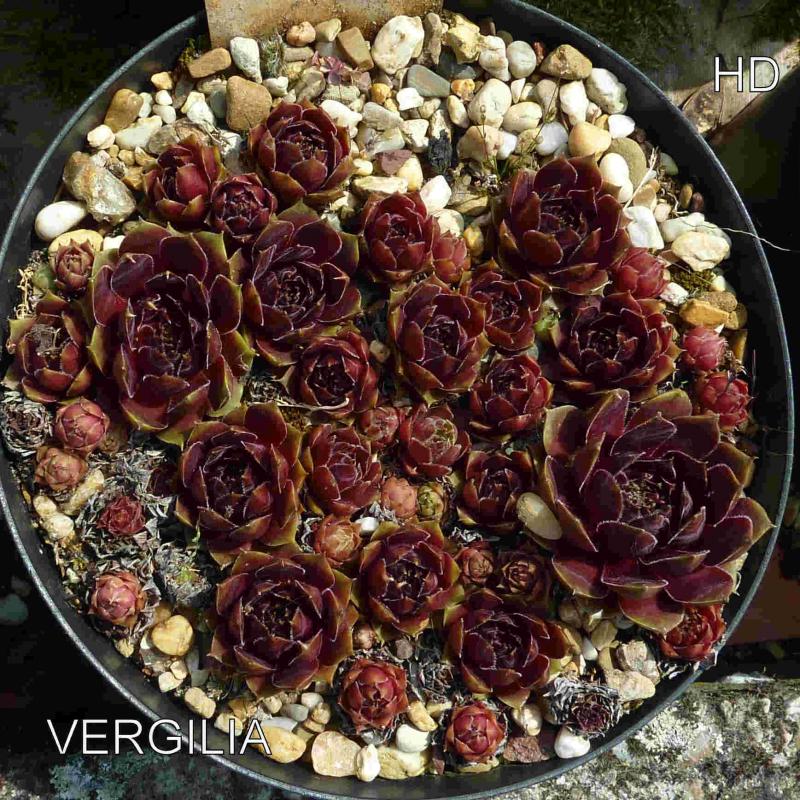 Vergilia