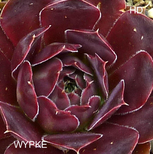 Wypke / Jovi