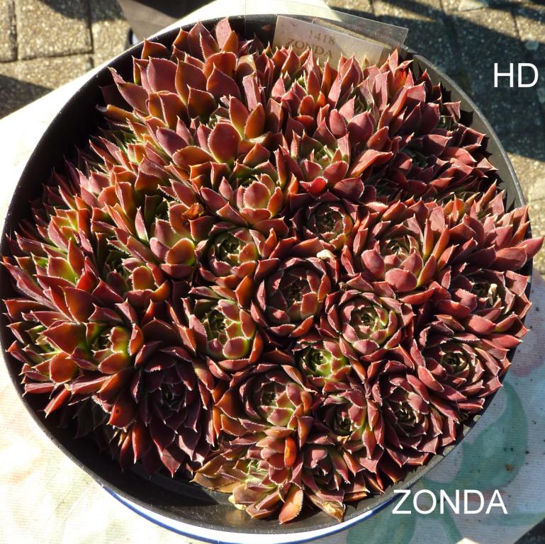 Zonda / Jovi