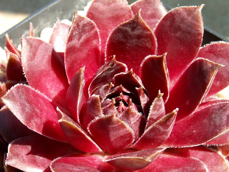 Vergilia