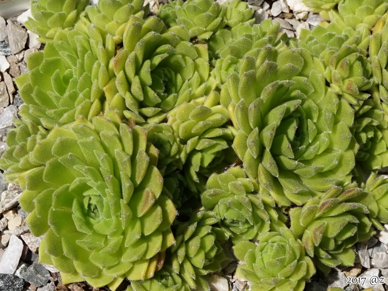 Pheroras
