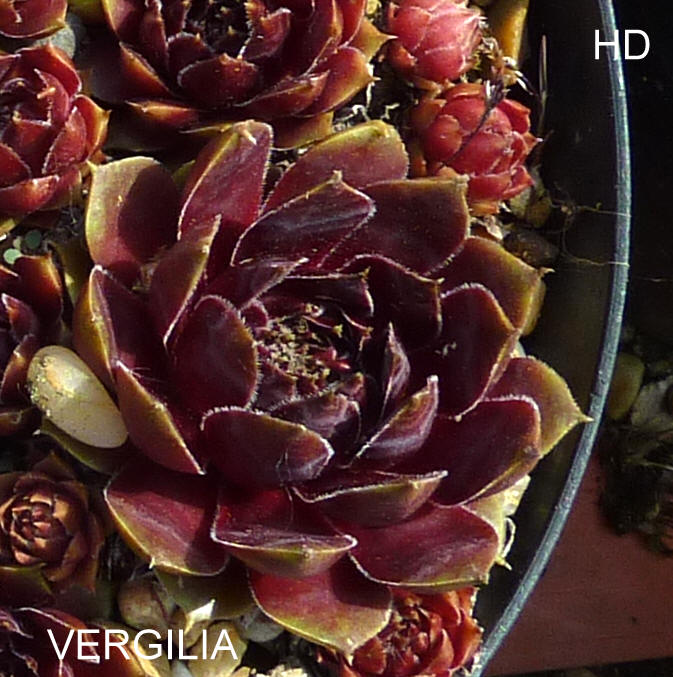 Vergilia