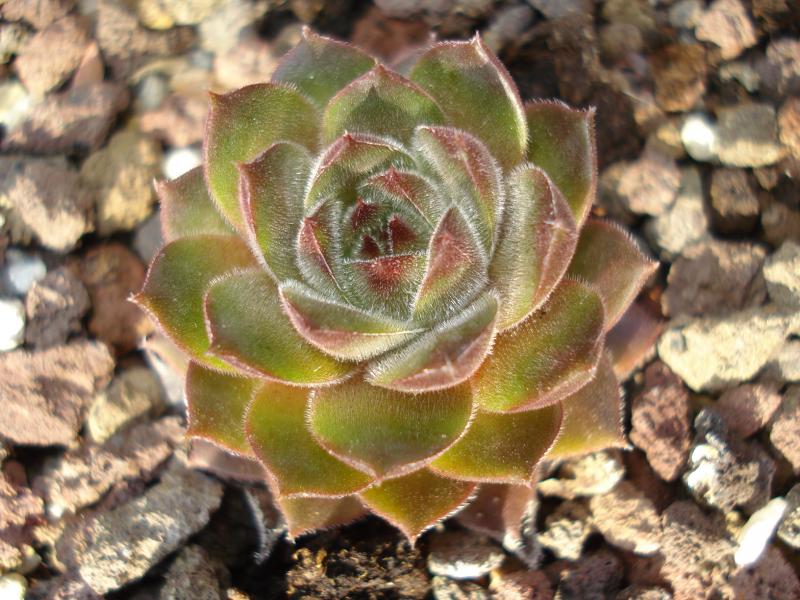 Rowallane